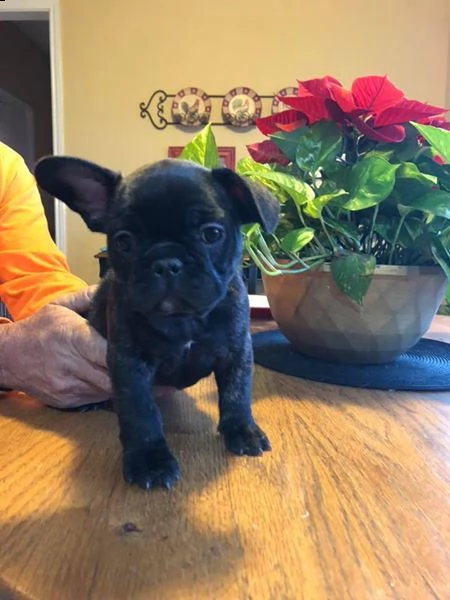 bellissimi cuccioli di bulldog francese | Foto 0