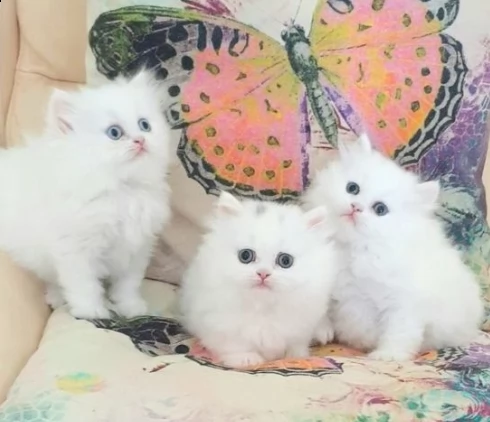 stupendi gattini munchkin bianchi maschi e femmine