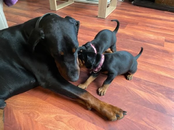 adorabili cuccioli dobermann femminucce e maschietti disponibili....