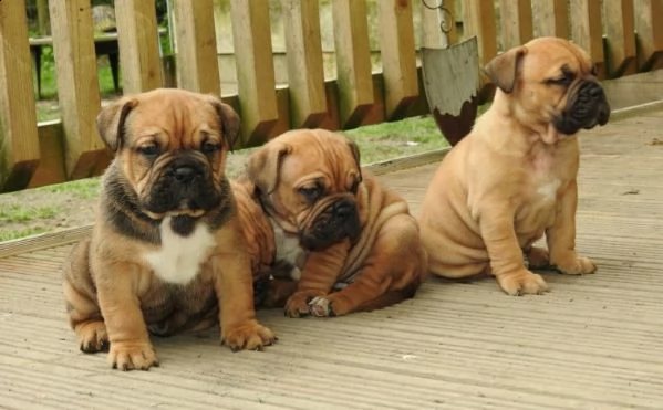 regalo cuccioli di dogue de bordeaux...