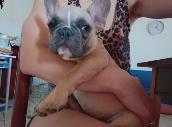splendido esemplare bulldog francese