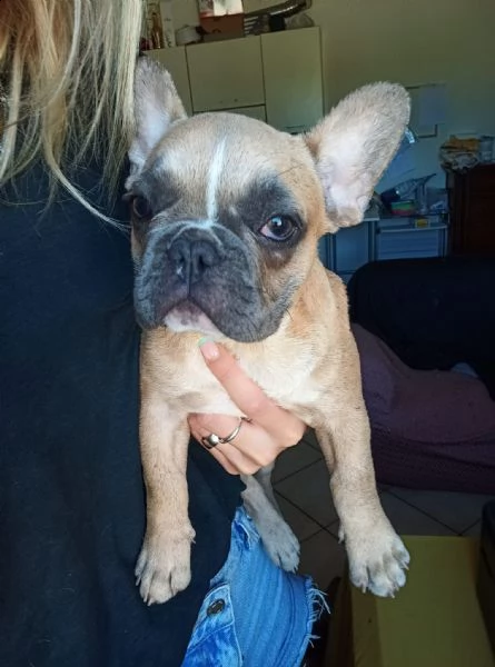 splendido esemplare bulldog francese | Foto 0