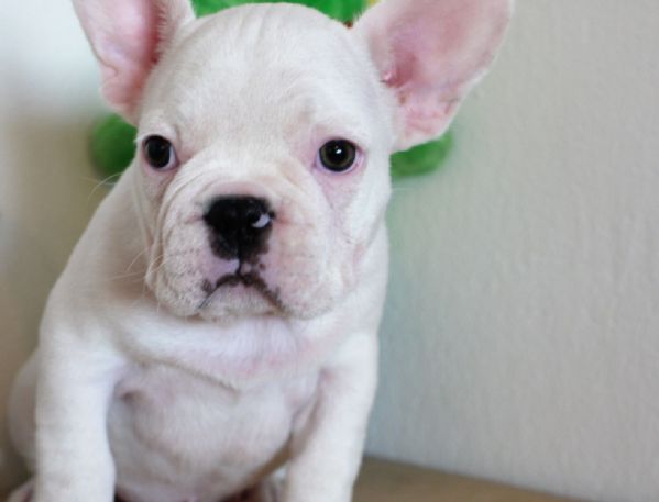 adorabili cuccioli di bulldog francese disponibili e pronti | Foto 1