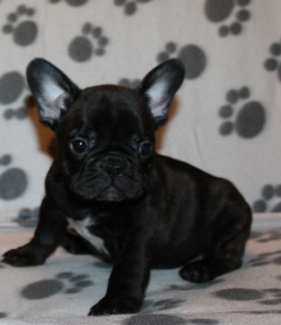 adorabili cuccioli di bulldog francese disponibili e pronti | Foto 0