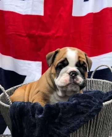 adozione cuccioli bulldog inglese