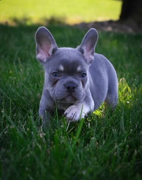 vendo cuccioli di bulldog francese blu