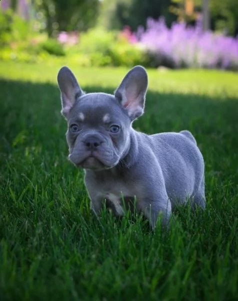 vendo cuccioli di bulldog francese blu | Foto 1