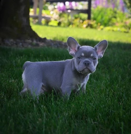 vendo cuccioli di bulldog francese blu | Foto 0