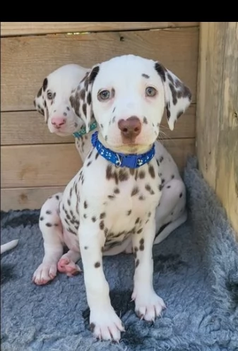 cuccioli carini dalmata