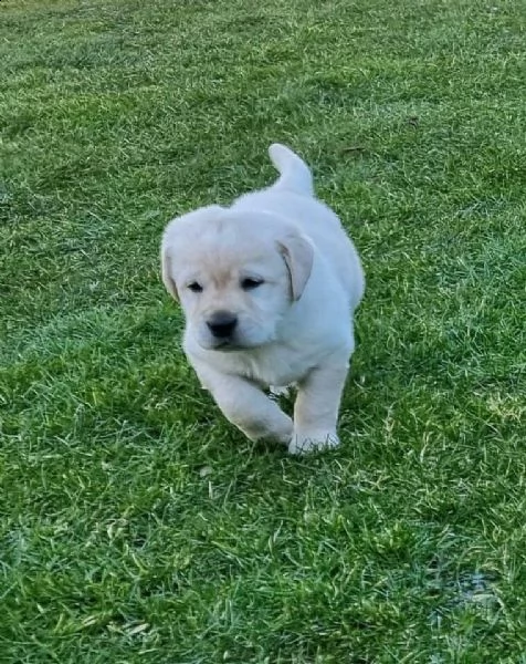 regalo cuccioli di labrador
