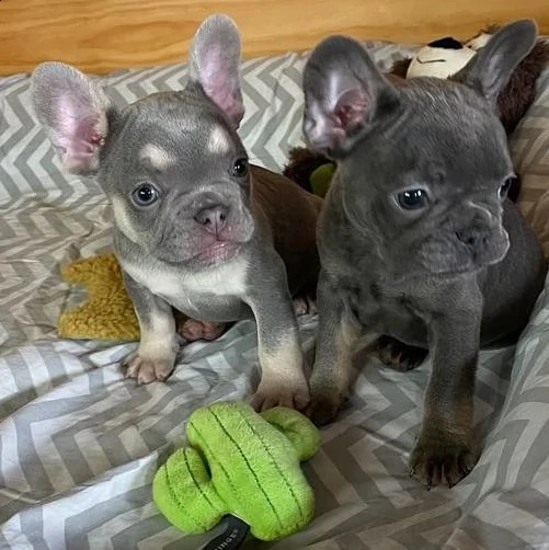 ridotto!!!!!! bulldog francese in vendita