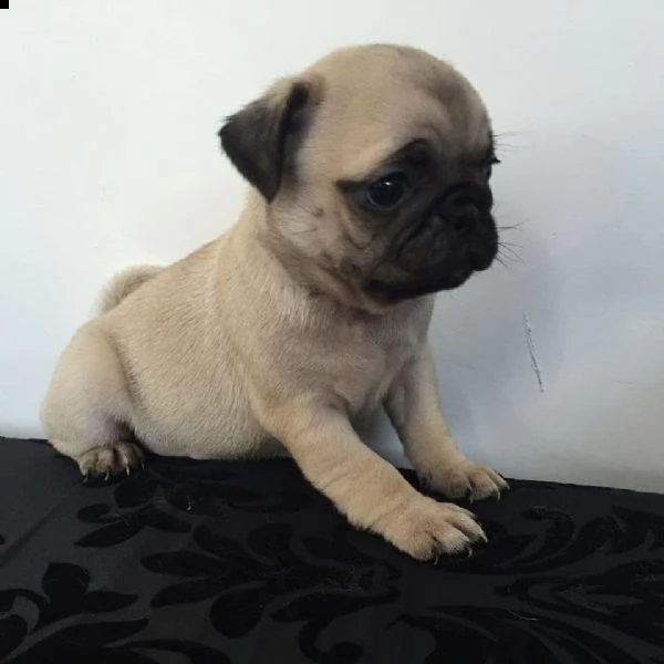 2regalo  carlino | Foto 0