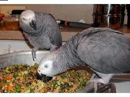 allevare a mano uccelli disponibili e incubare uova di pappagalli