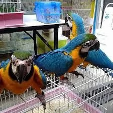 disponibili uccelli ara blu e oro