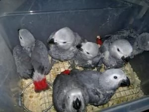 uova di pappagalli fertili incubate e uccelli pronti