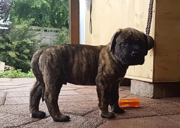 cuccioli di dogo canario