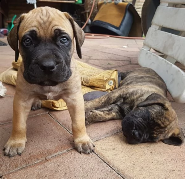 cuccioli di dogo canario | Foto 1