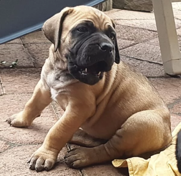 cuccioli di dogo canario | Foto 0