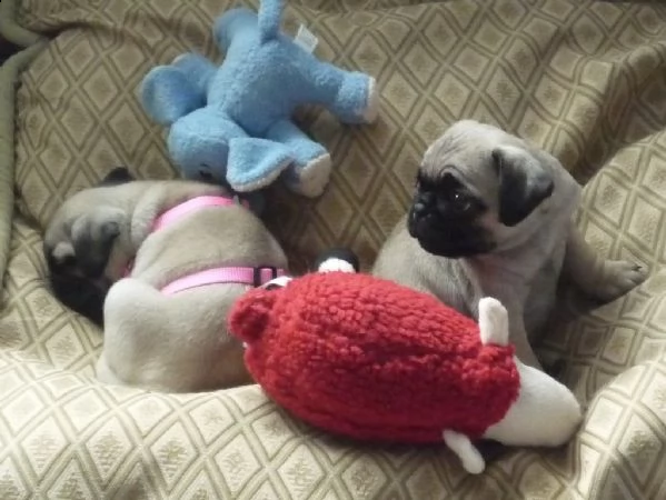 bellissime cuccioli di carlino | Foto 0