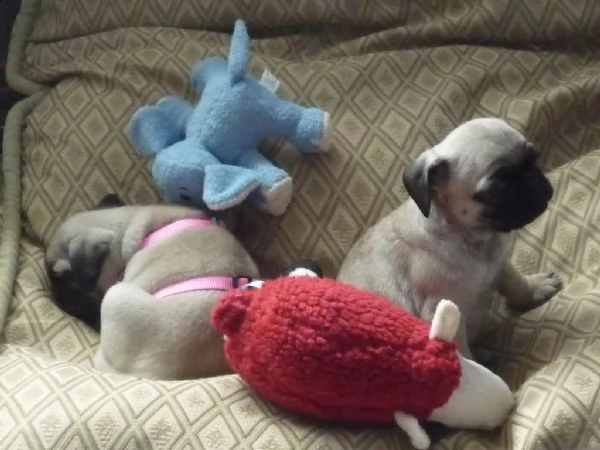 bellissime cuccioli di carlino