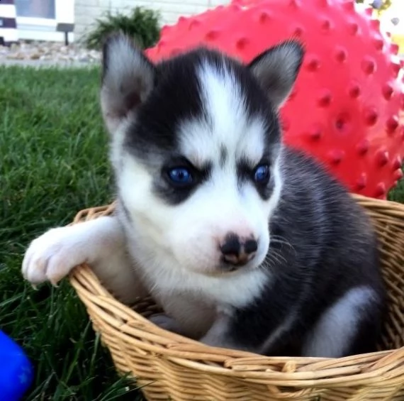 regalo cuccioli siberian husky maschio e femmina