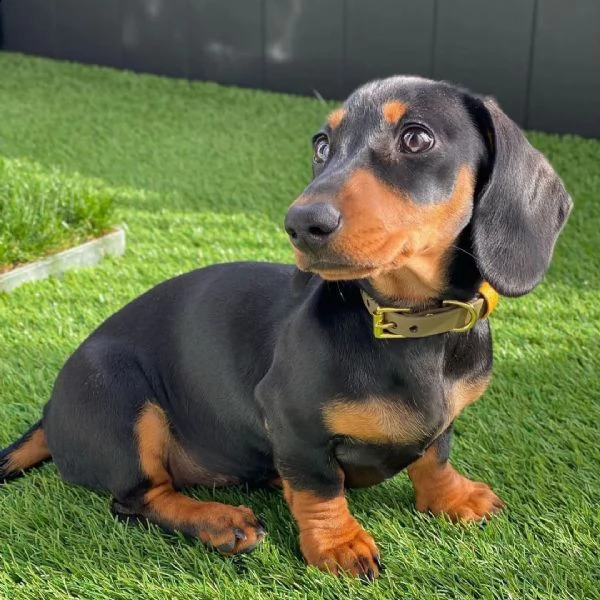  regalo adorabili cuccioli  bassotto femminucce e maschietti disponibili