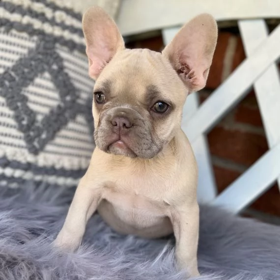 regarlo bulldog francese cuccioli bellissima cucciolata cerca nuova famiglia, 4 maschi e 3 femmina, 