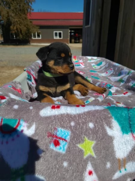 rottweiler super adorabile cuccioli di rottweiler super adorabili. così gentile e affettuoso. me ne 