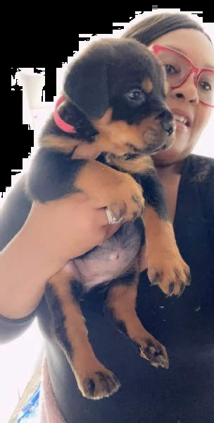 simpatici cuccioli di rottweiler simpatici cuccioli di rottweiler disponibili per le nuove famiglie,