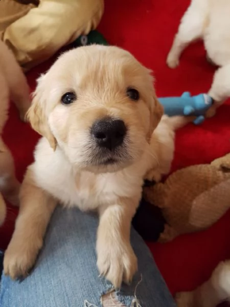  cuccioli di laboratorio di cioccolato cuccioli sani di laboratorio di cioccolato in vendita, testo 