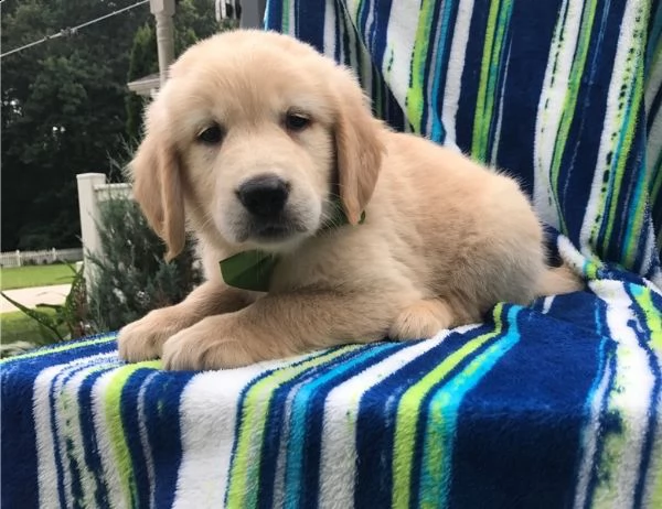cuccioli di akc white lab i nostri cuccioli inglesi akc white labrador retriever sono immediatamente