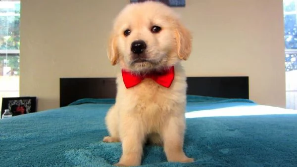 cuccioli di labrador di razza pura