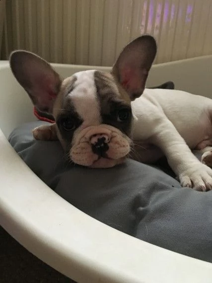 dolci cuccioli di bulldog francese