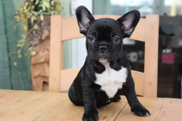  meraviglioso bulldog francese cuccioli di bulldog francese meravigliosi e sani e carini in adozione