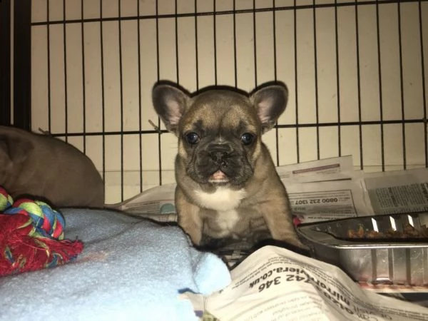  disponibile bulldog francese  cuccioli di bulldog francese con dna per sostenerlo sono disponibili 