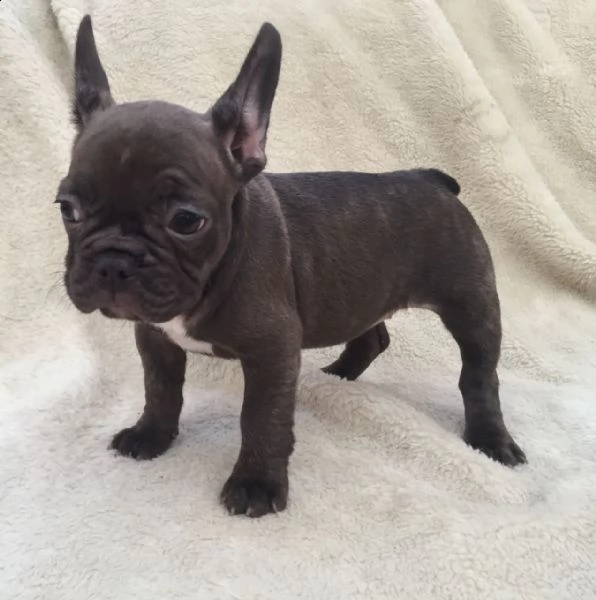  bulldog francesi akc  bellissimi cuccioli di bulldog francese sani, cresciuti in una famiglia amore