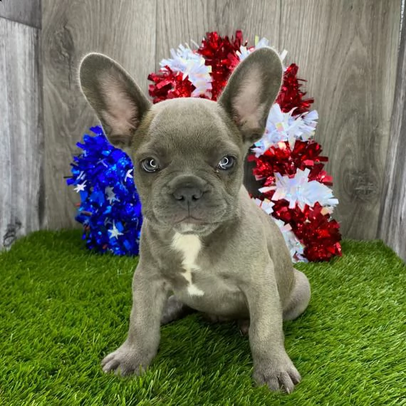 bulldog francese cuccioli per l'adozione bellissima cucciolata cerca nuova famiglia, 4 maschi e 3 fe