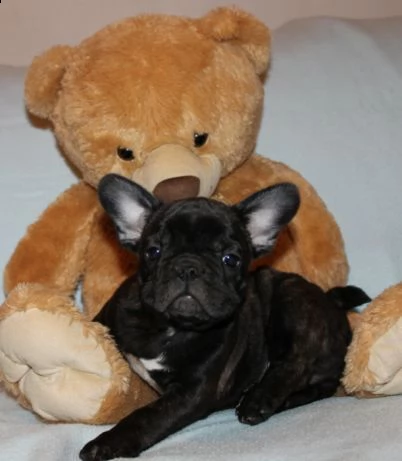affascinanti e belli, eccezionali cuccioli di bulldog francese | Foto 3