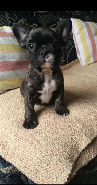 affascinanti e belli, eccezionali cuccioli di bulldog francese | Foto 2