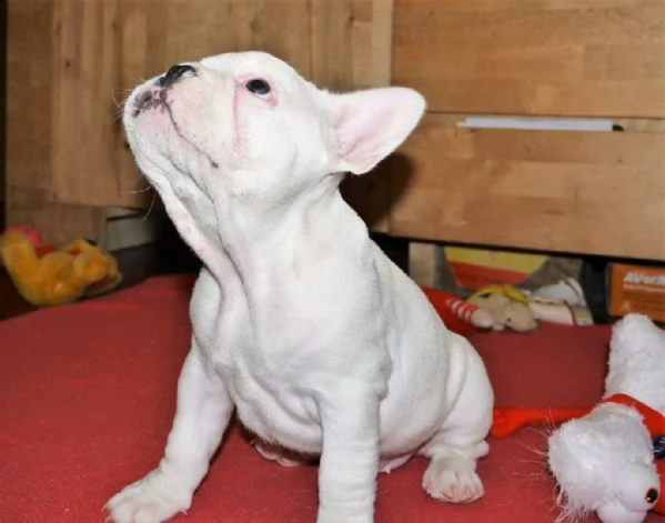 affascinanti e belli, eccezionali cuccioli di bulldog francese | Foto 0