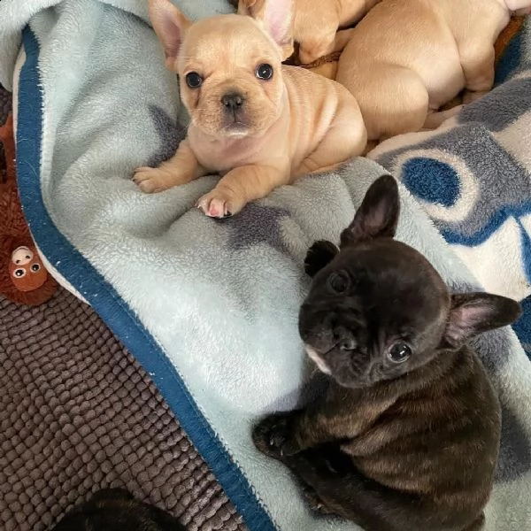 gentile regalo cuccioli bulldog francese whatsapp.((+380935403626)) | Foto 2