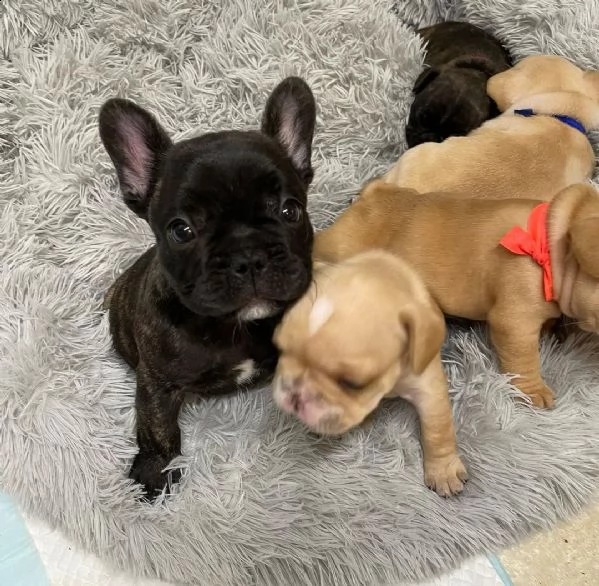 gentile regalo cuccioli bulldog francese whatsapp.((+380935403626)) | Foto 1