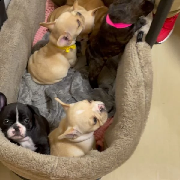 gentile regalo cuccioli bulldog francese whatsapp.((+380935403626)) | Foto 0