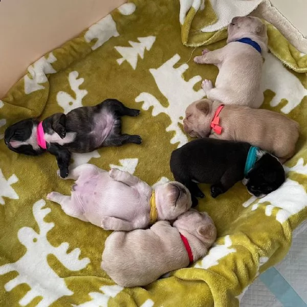 cuccioli bulldog francese da regalo whatsapp.((+380935403626)) | Foto 0
