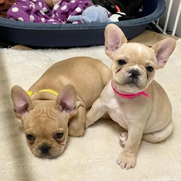 cucciolo di bulldog francese disponibile per adozione.((+380935403626))