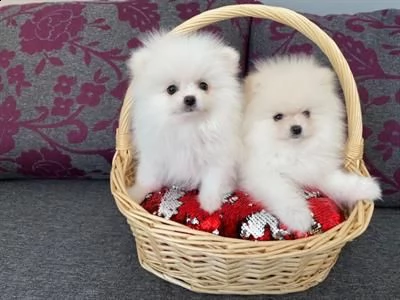 spitz pomerania toy