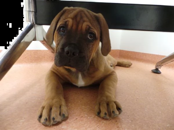 cucciolo di bullmastiff | Foto 0