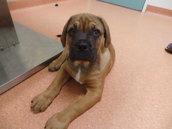 cucciolo di bullmastiff
