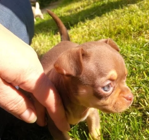 chihuahua piccolo maschietto  ed femminuccia