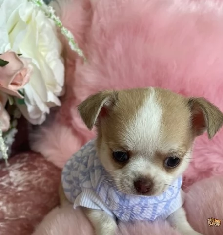meravigliosi cuccioli di chihuahua toy